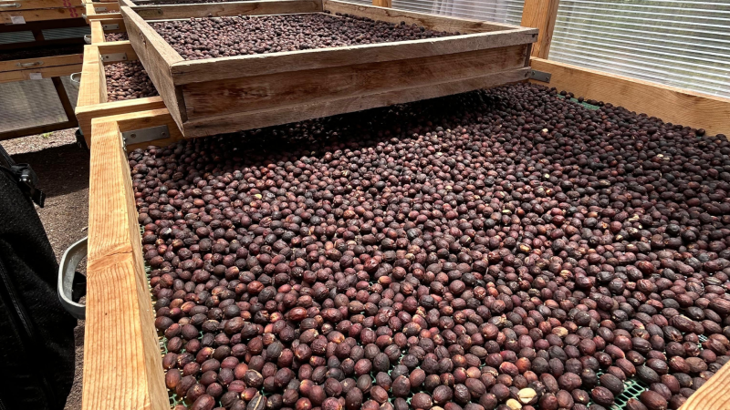 Granos de Café de Agaete, producto que aspira al reconocimiento europeo como IGP.
